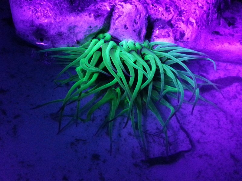 Neon Medusa
